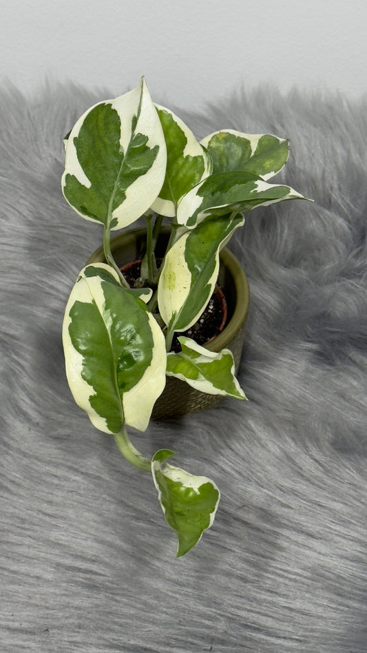 Epipremnum N’Joy