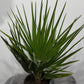 Chamaerops Humilis