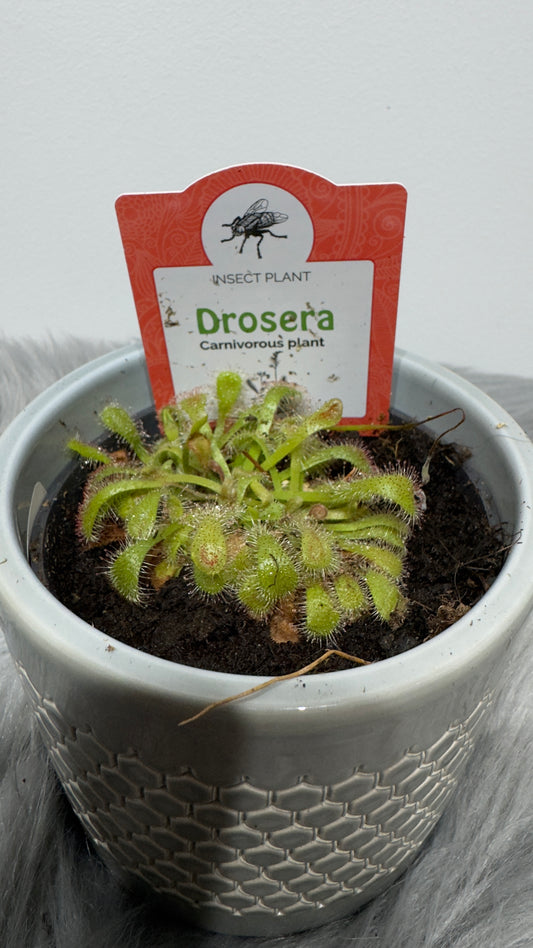 Mušķērājs Drosera 5