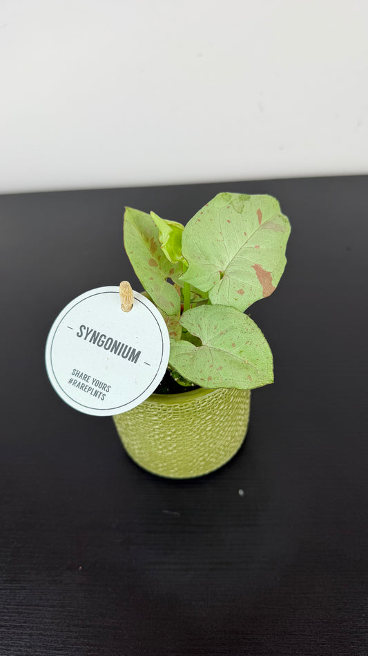 Syngonium milk Confetti