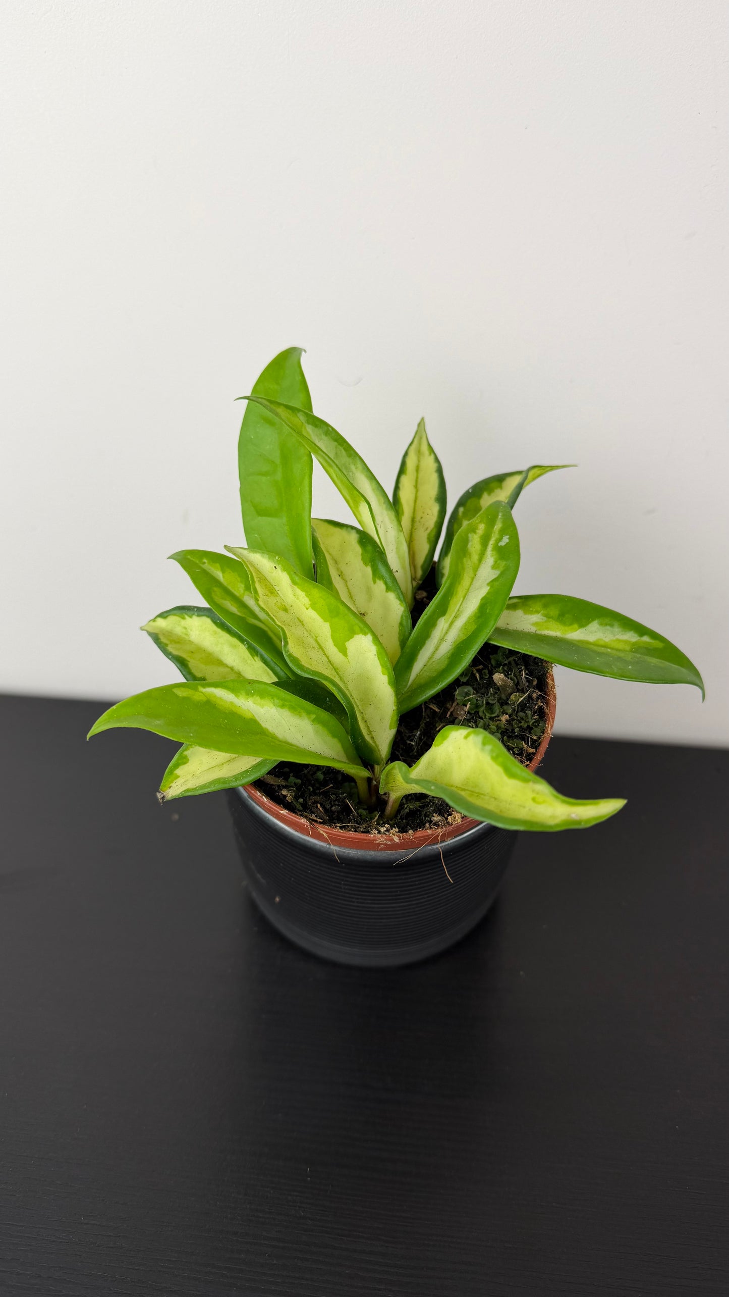 Hoya carnosa Tricolor Narrow Leaf