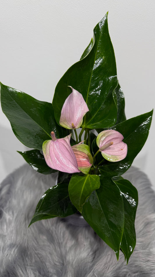 Anthurium Lilac
