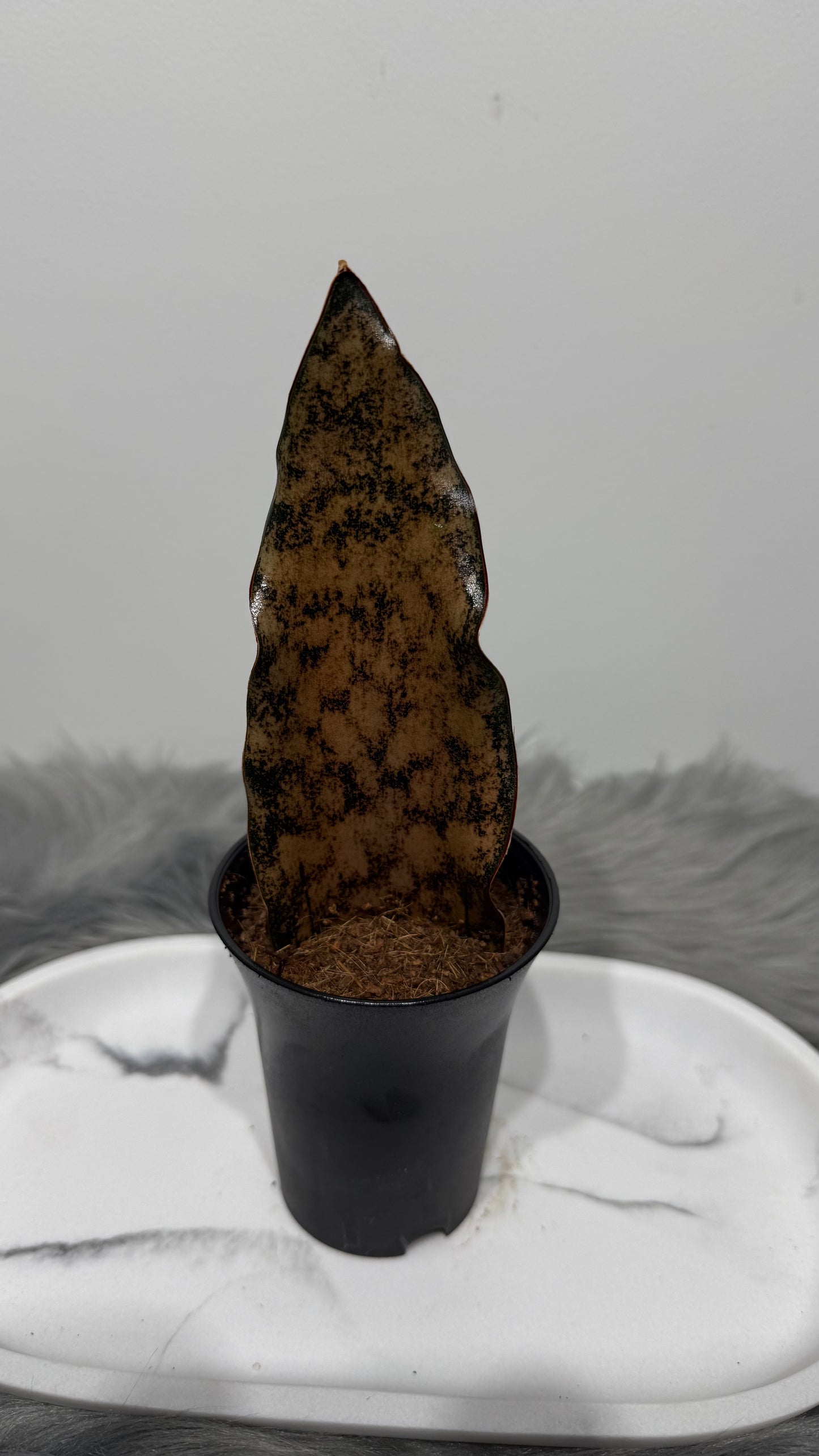 Sansevieria 5