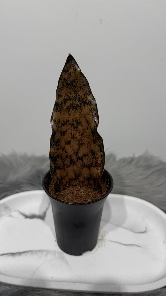 Sansevieria 5