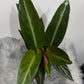 Calathea 5