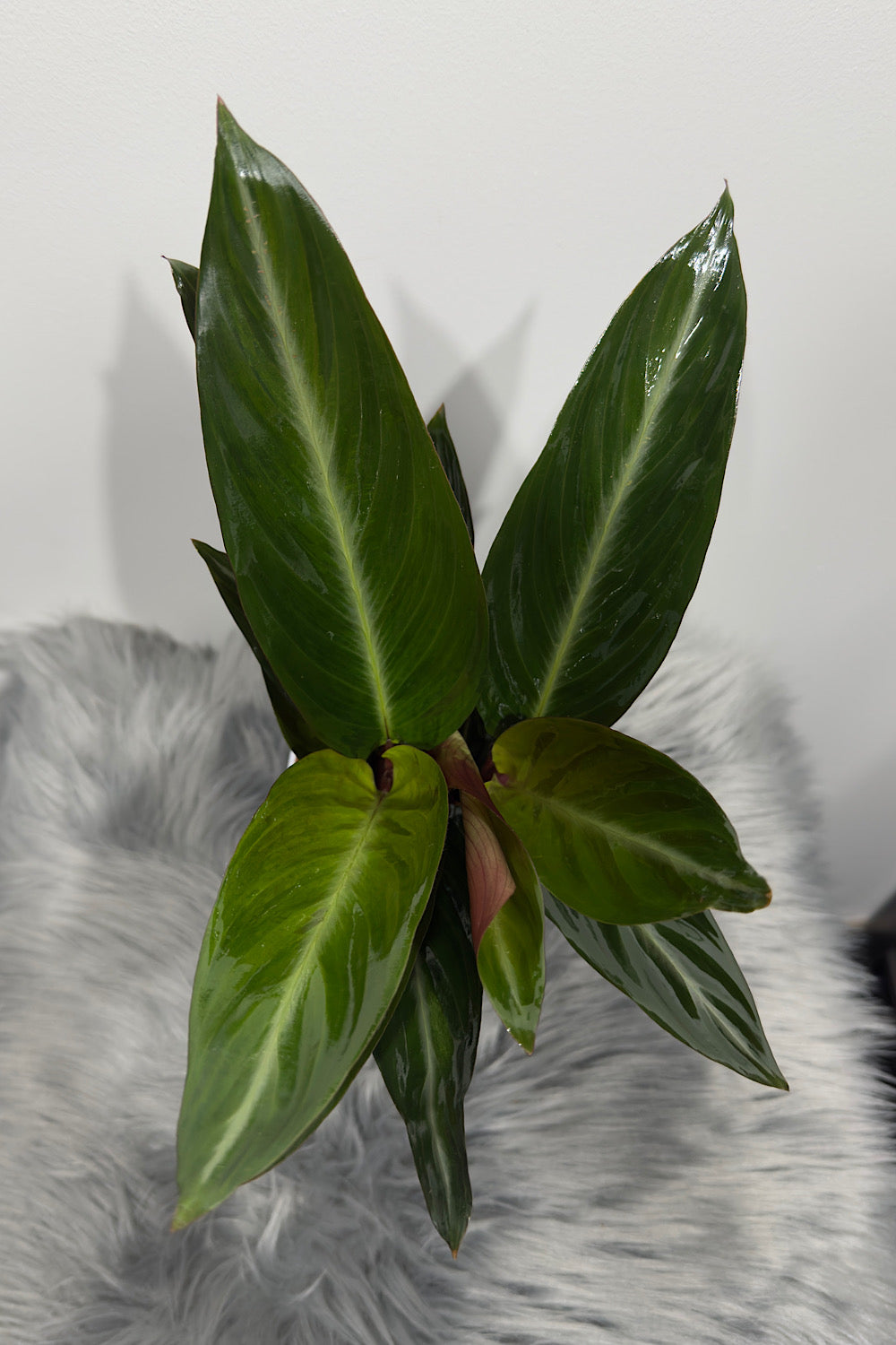 Calathea 5