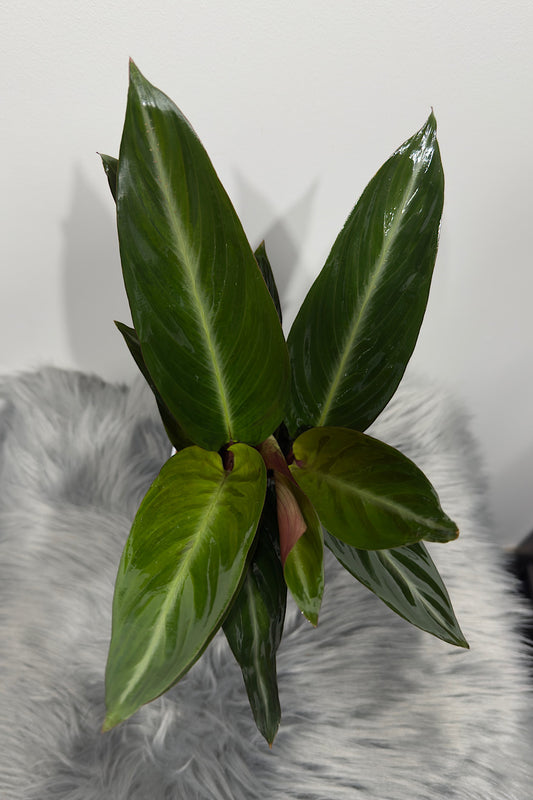 Calathea 5