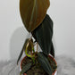 Philodendron gigas