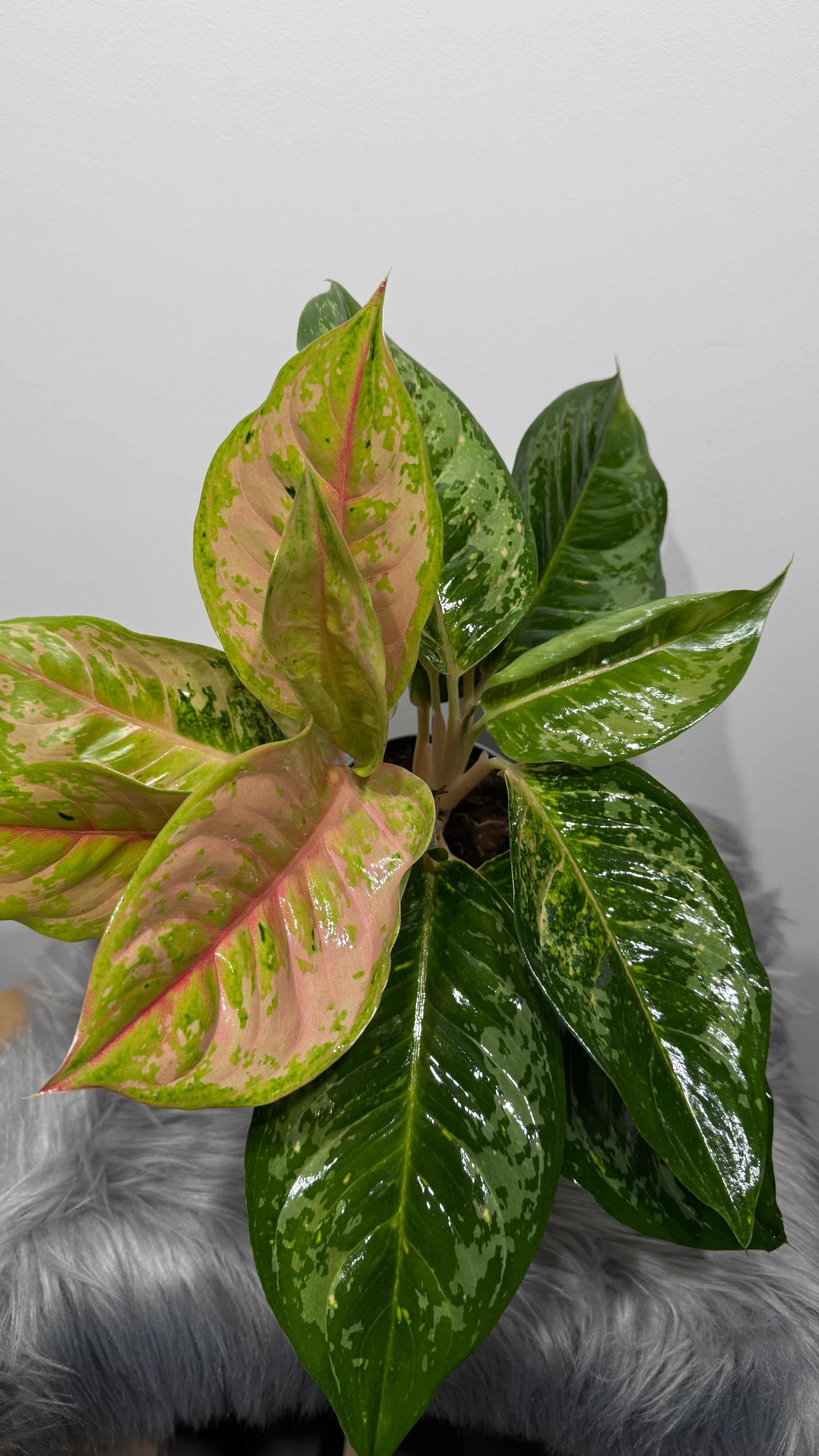 leon artificial plant aglaonema uk Aglaonema 15 – www.augi-plants.lv