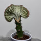 Euphorbia Cristata