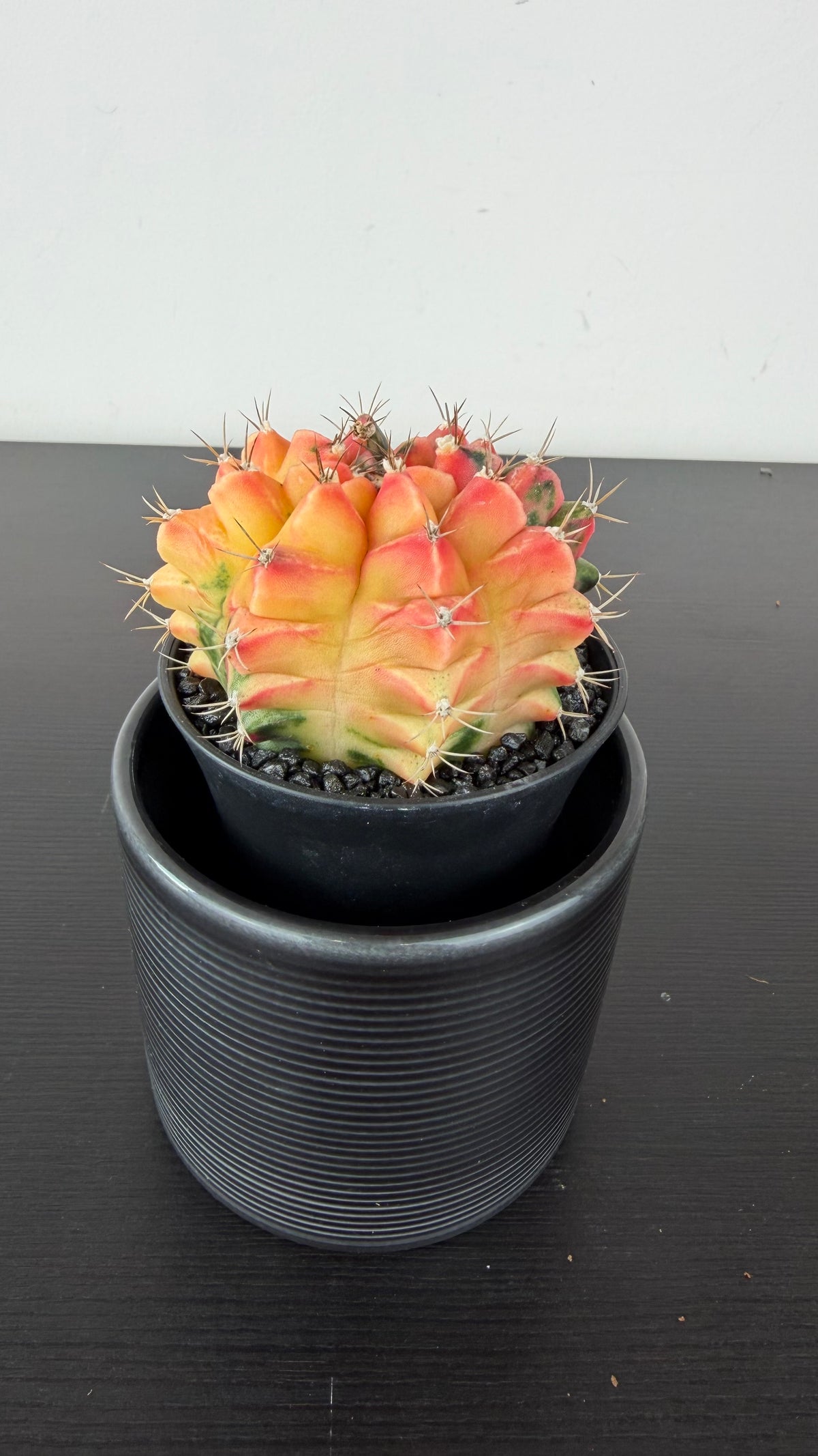 Gymnocalycium mihanovichii variegata