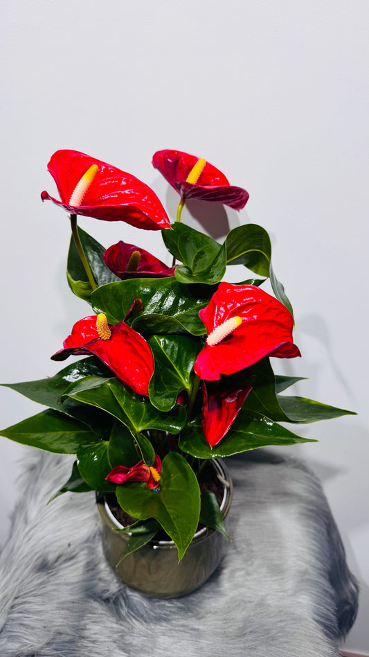 Anthurium Red