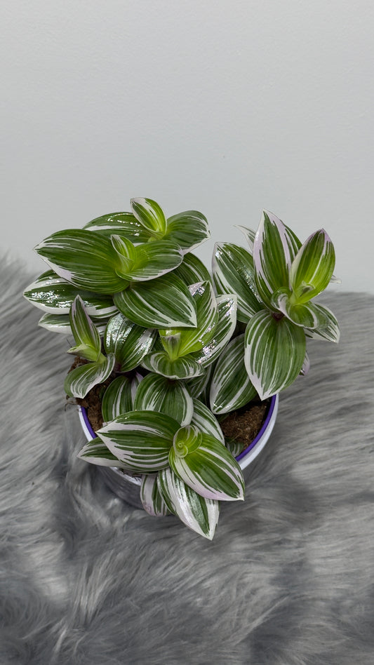 Tradescantia 2