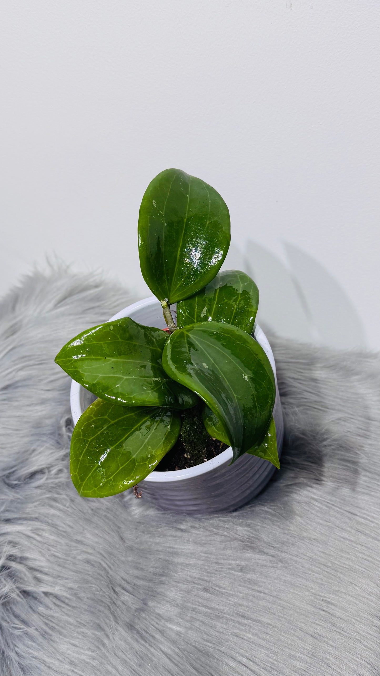 Hoya quinquenervia