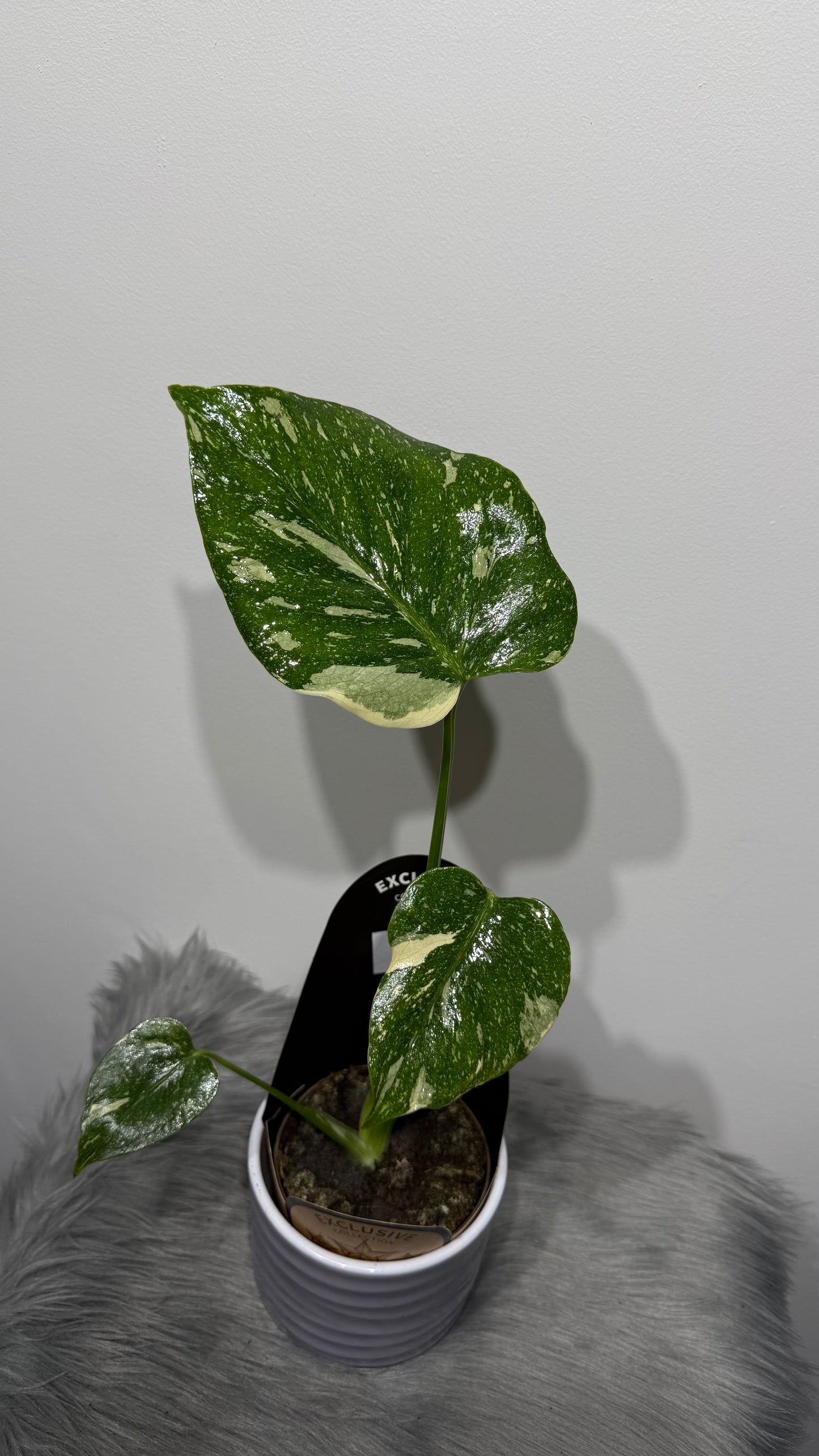 Monstera Thai Constellation