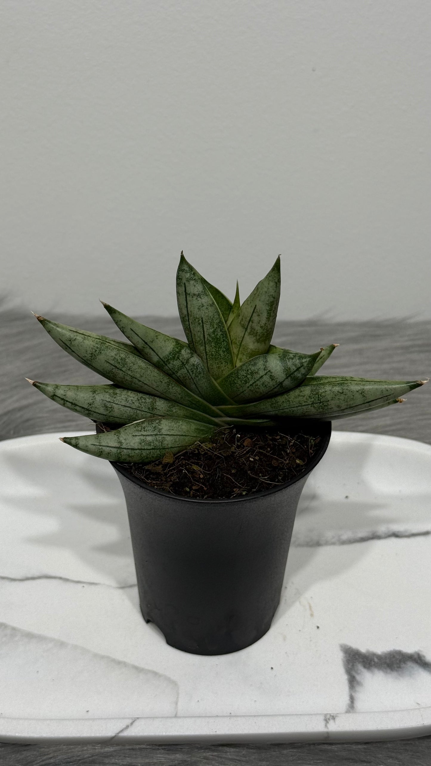 Sansevieria Inti Mini