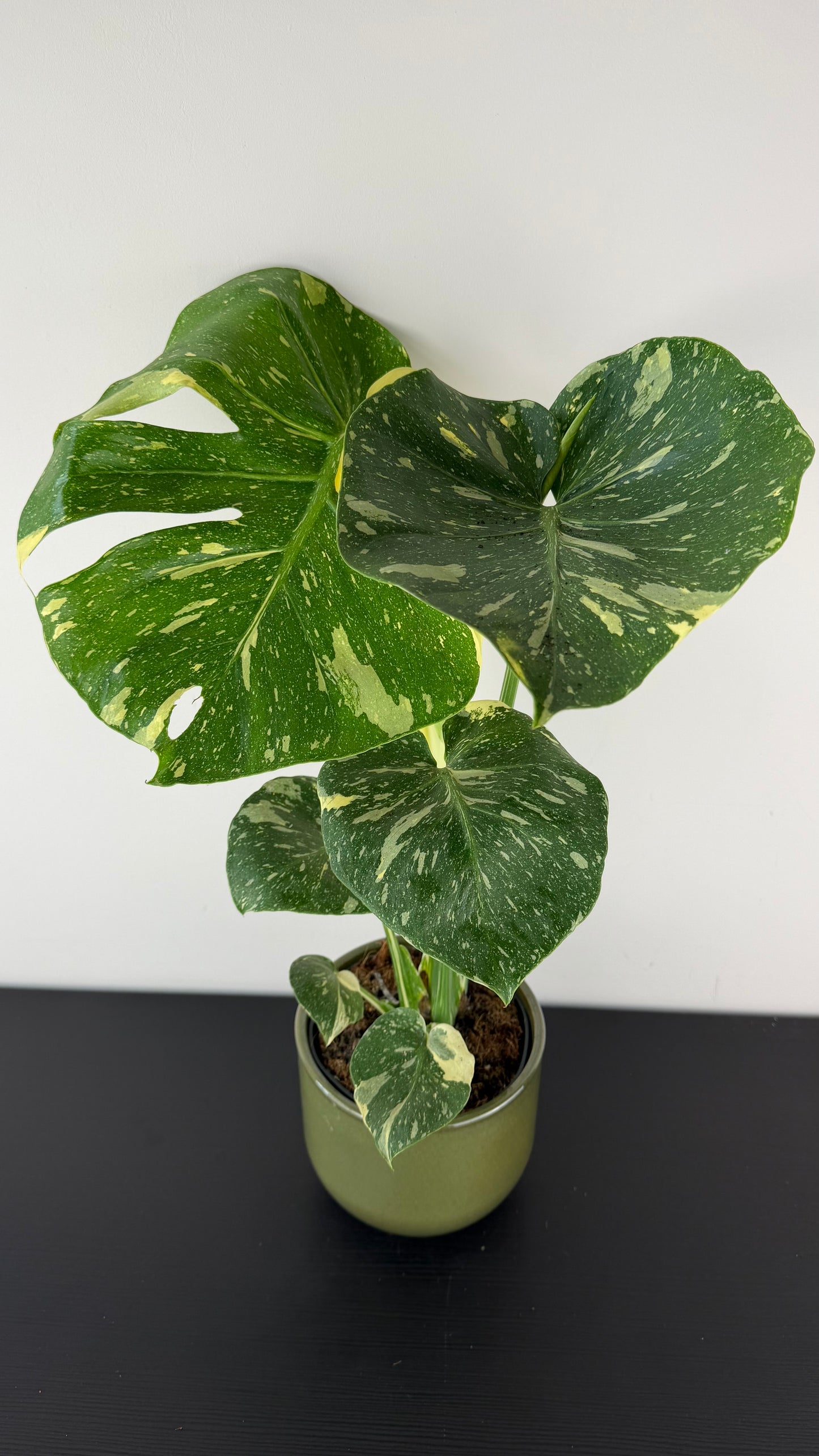 Monstera Thai Constellation