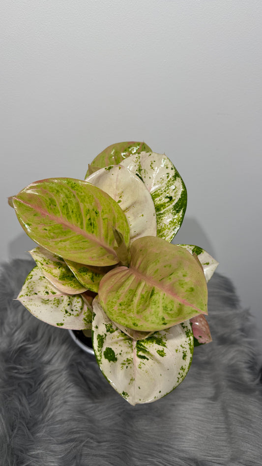 Aglaonema 14