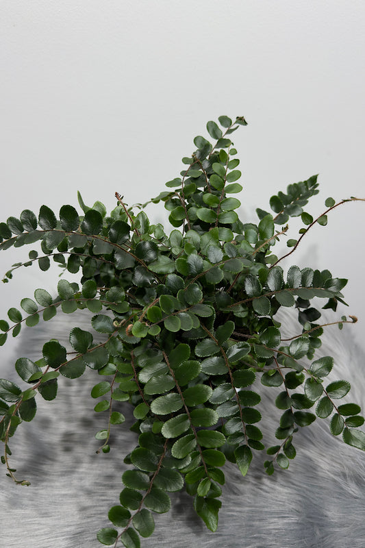 Pellaea Rotundifolia