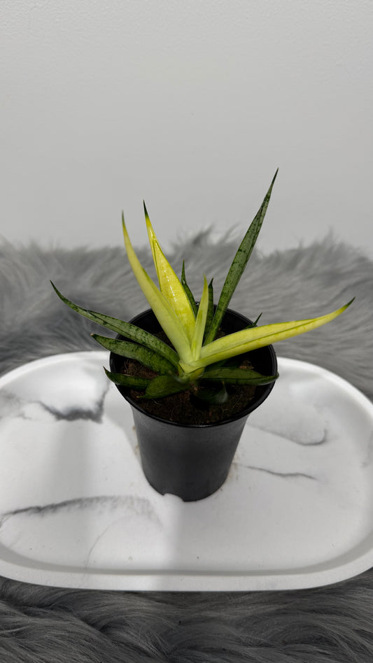 Sansevieria 2