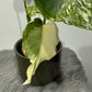 Monstera Thai Constellation 6