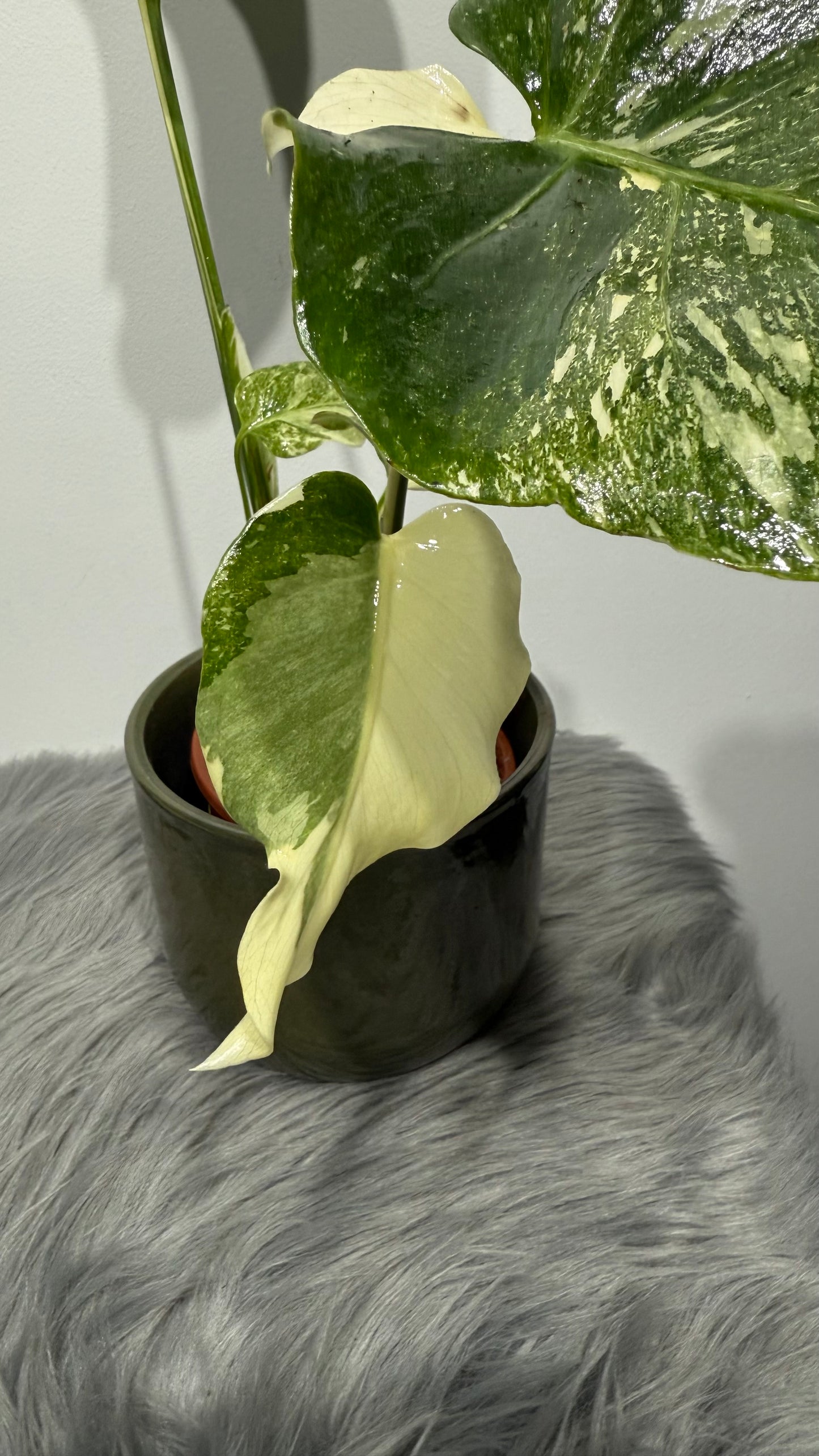 Monstera Thai Constellation 6
