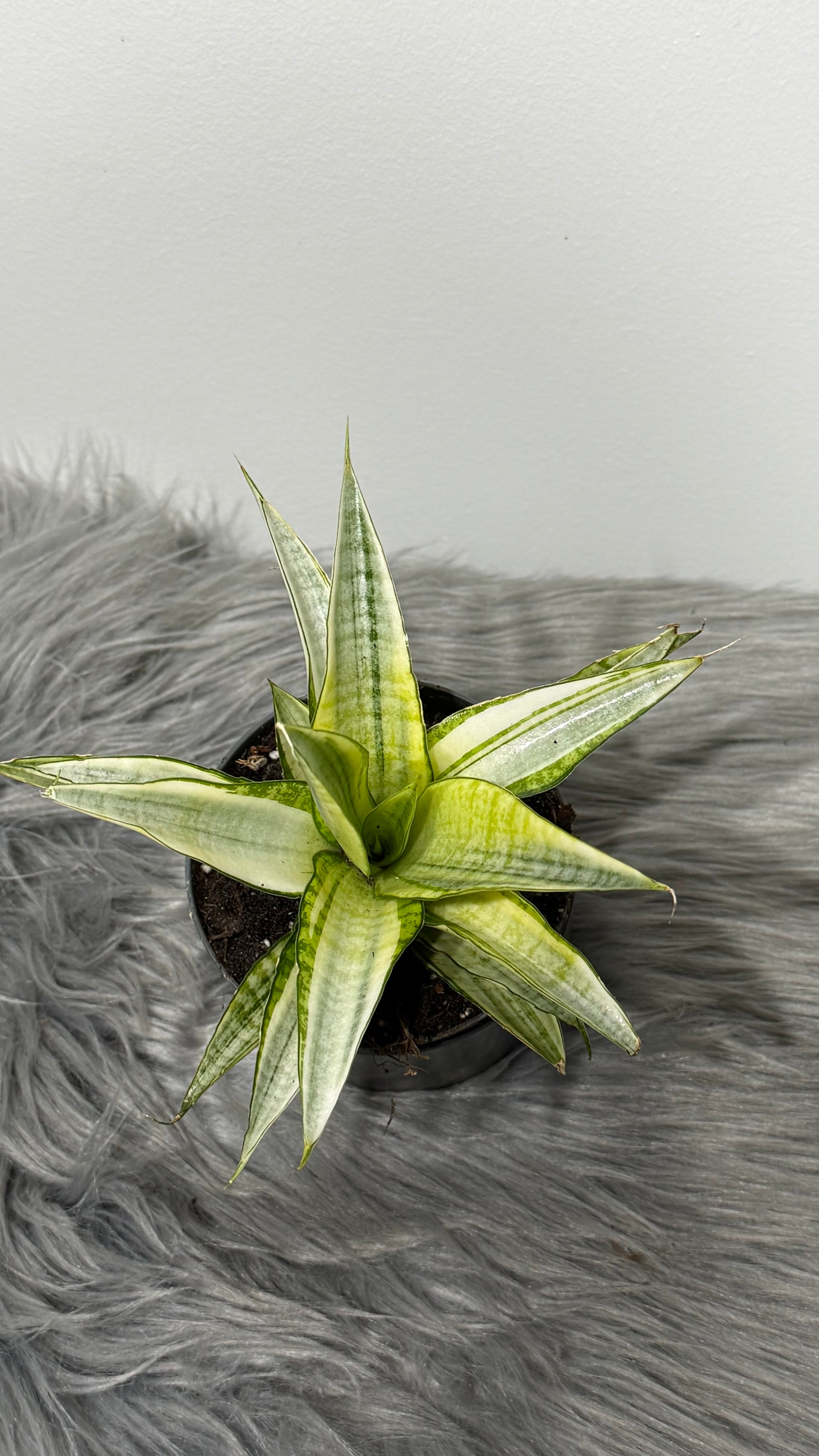 sansevieria danish crown Sansevieria Gabriella Crown – www.augi-plants.lv