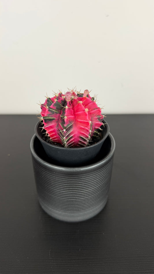 Gymnocalycium mihanovichii variegata