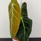 Philodendron melanochrysum