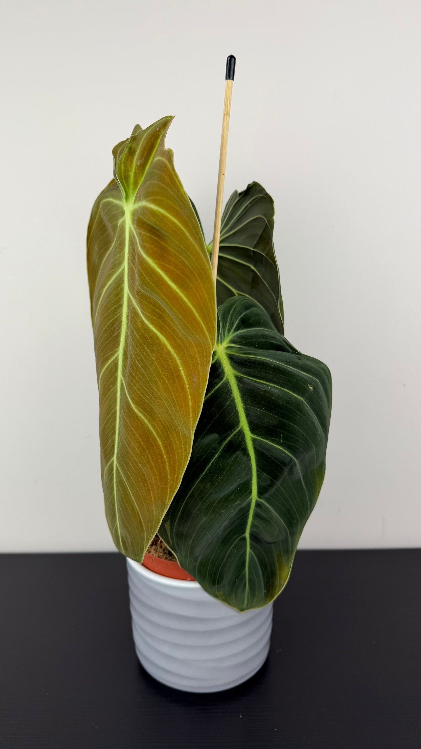 Philodendron melanochrysum