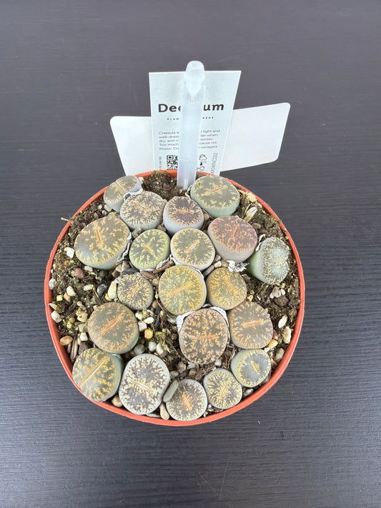 Lithops 8