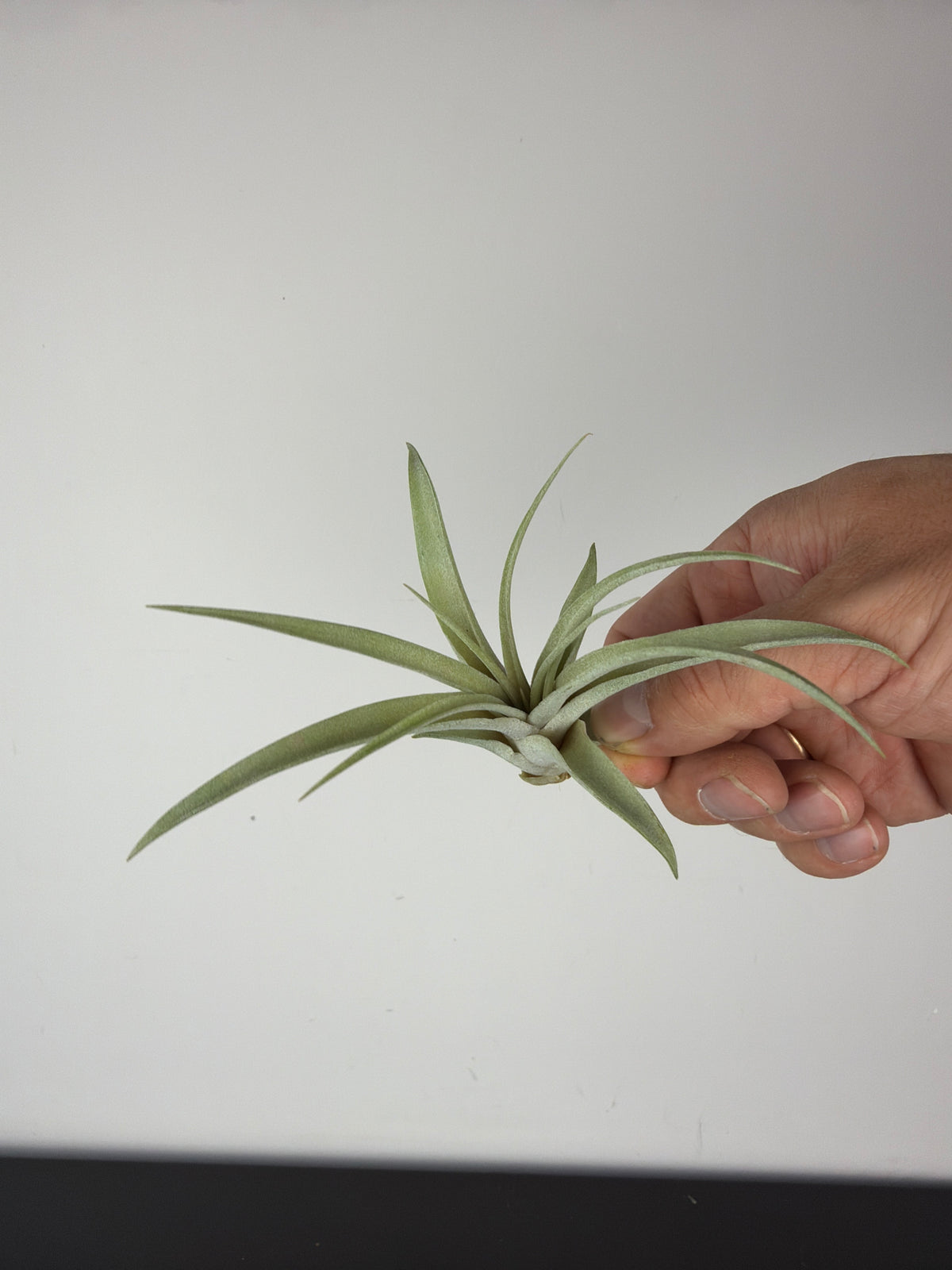 Tillandsia Air plant 7