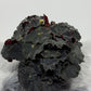 Begonia Rex 6
