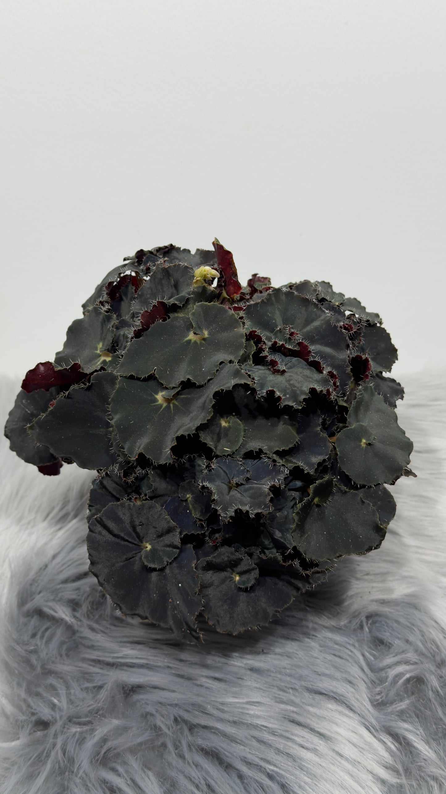 Begonia Rex 6