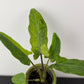 Alocasia lauterbachiana Variegata