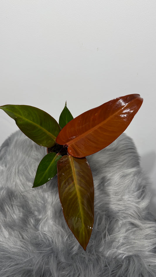 Philodendron 1