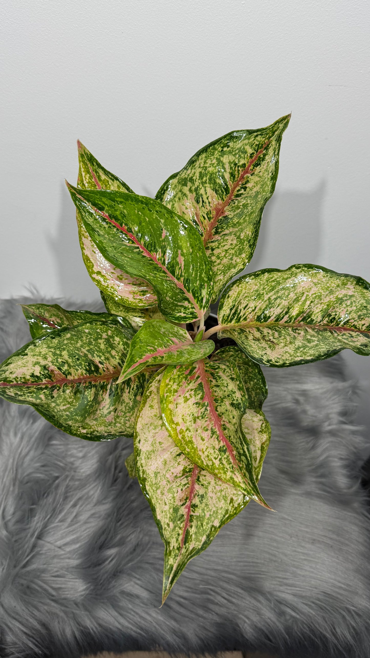 Aglaonema 2