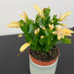 Schlumbergera Yellow