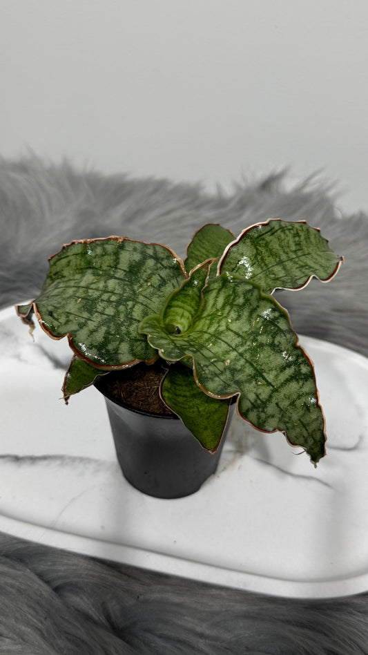 Sansevieria 6 6