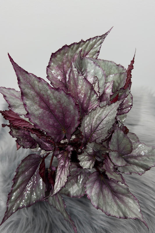 Begonia Beleaf 3