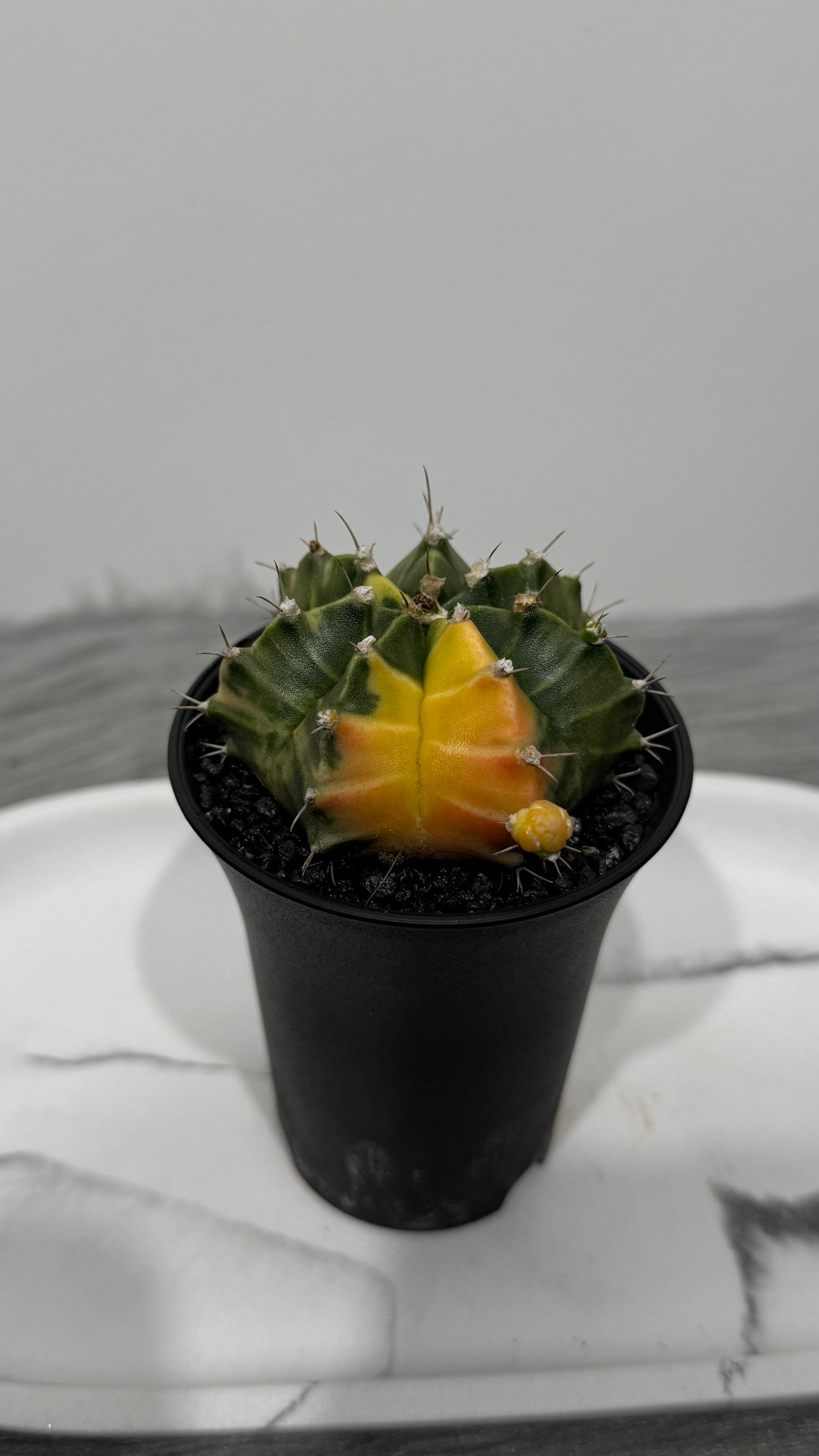 Gymnocalycium mihanovichii variegata