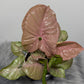 Syngonium Neon