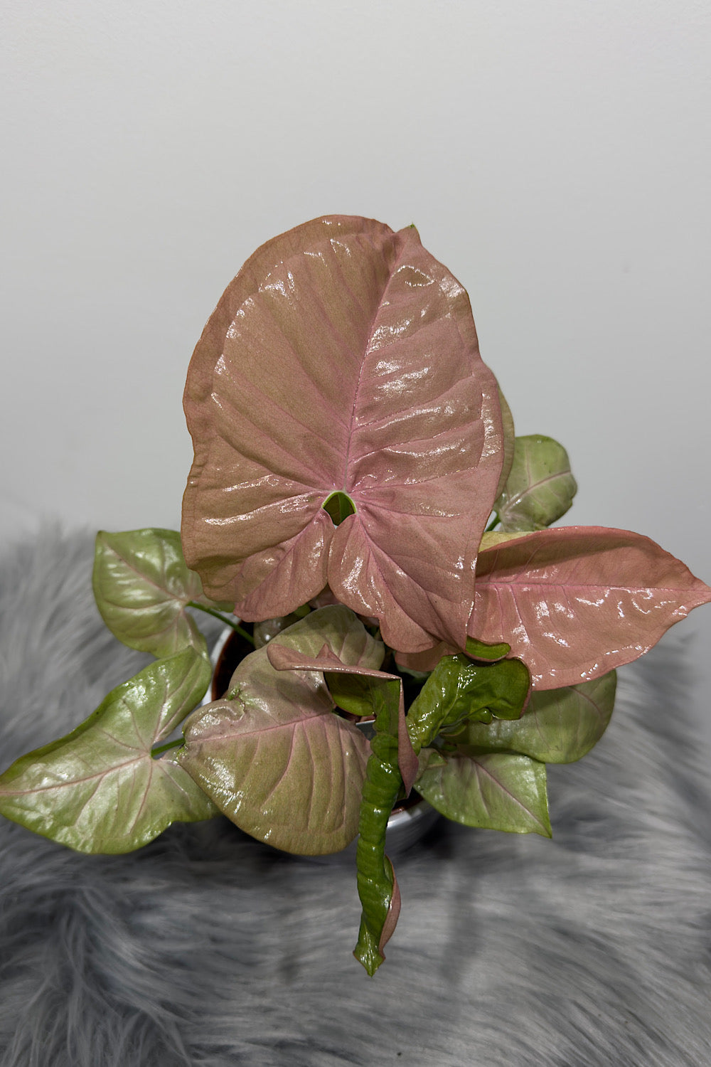Syngonium Neon