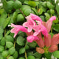 Aeschynanthus Pink Polka/ Lipstick plant