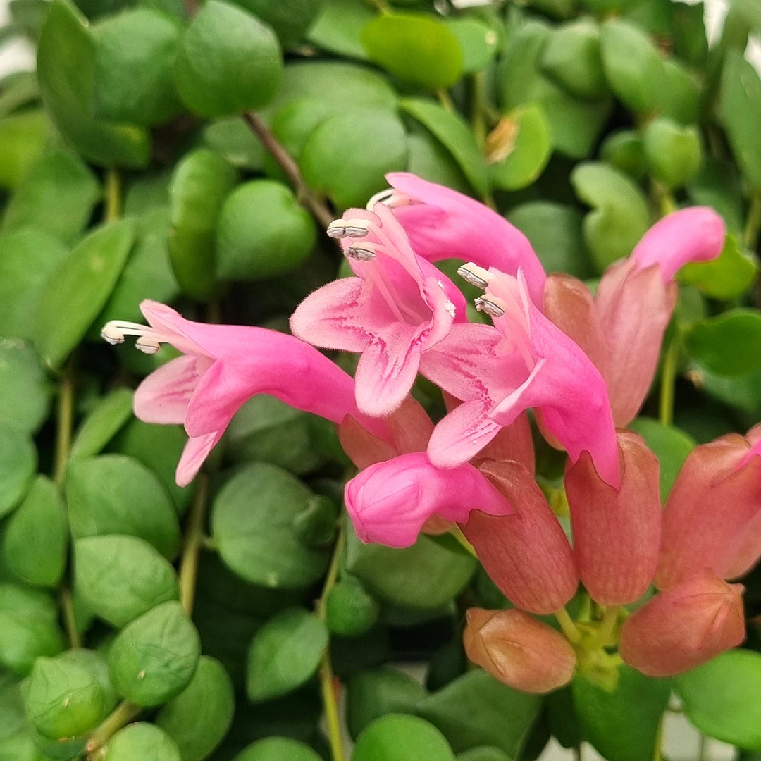 Aeschynanthus Pink Polka/ Lipstick plant