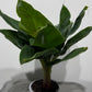 Musa dwarf Cavensish