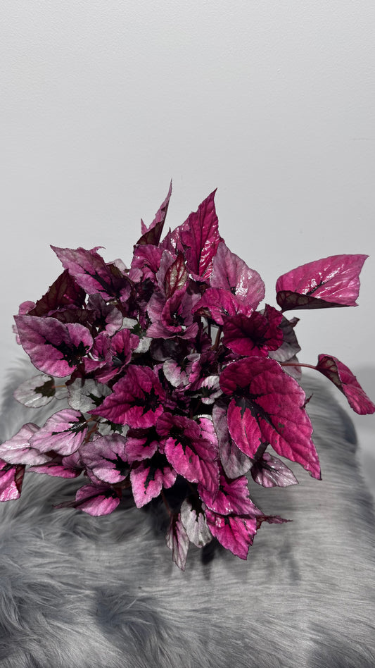 Begonia Beleaf 3