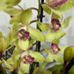 Cymbidium 4