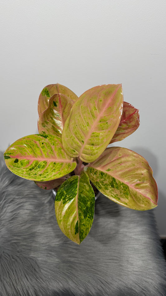 Aglaonema 2