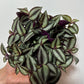 Tradescantia Zebrina